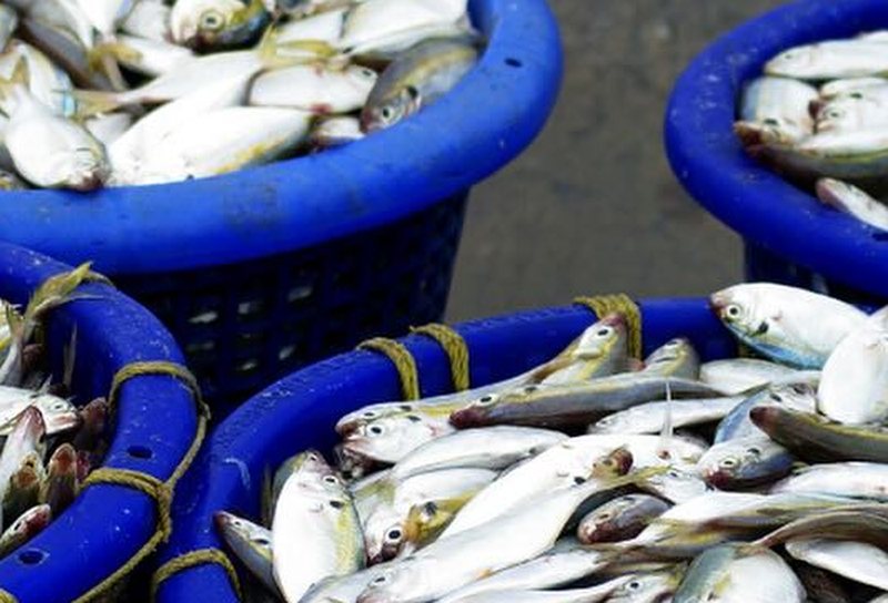 Hasil tangkapan ikan