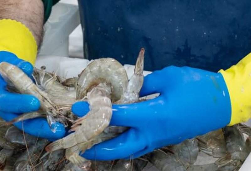Pengolahan udang